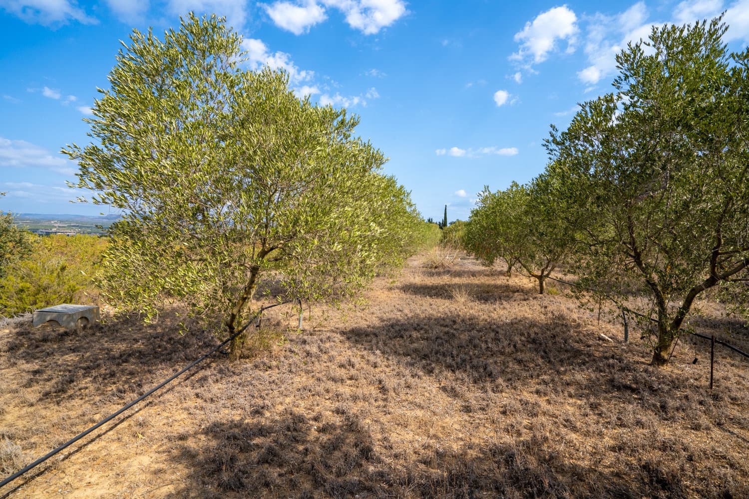 Finca/Hus på landet till salu i Ginestar - 16 000 € (Ref: 8471421)