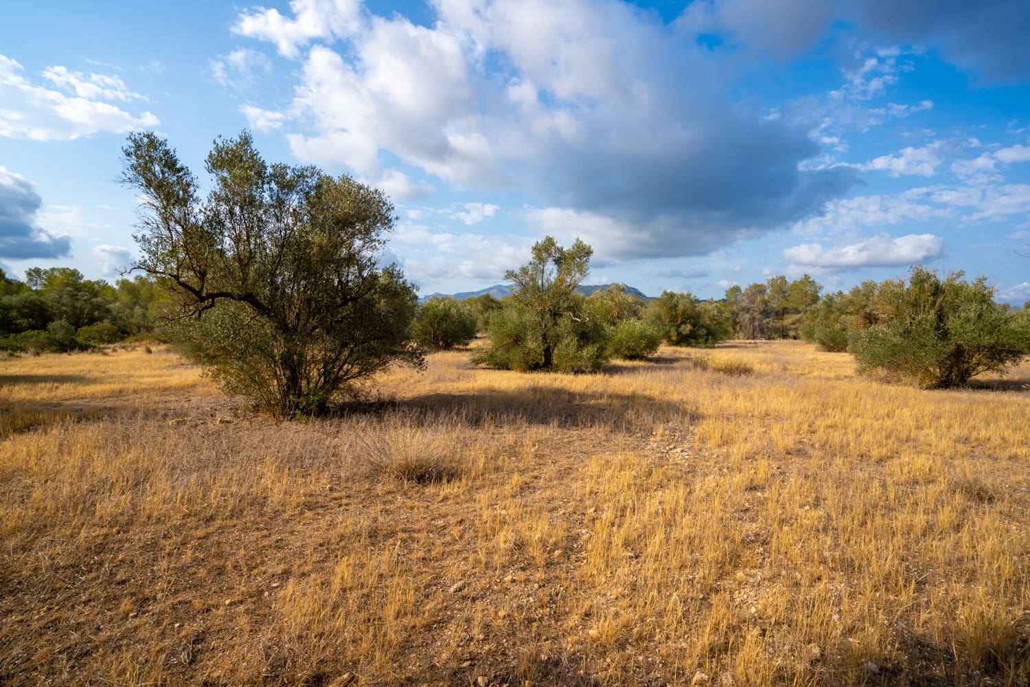 Quinta/Casa Rural para venda em Ginestar - 35 000 € (Ref: 8471423)