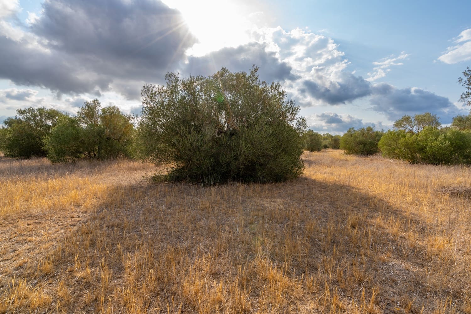 Quinta/Casa Rural para venda em Ginestar - 35 000 € (Ref: 8471423)