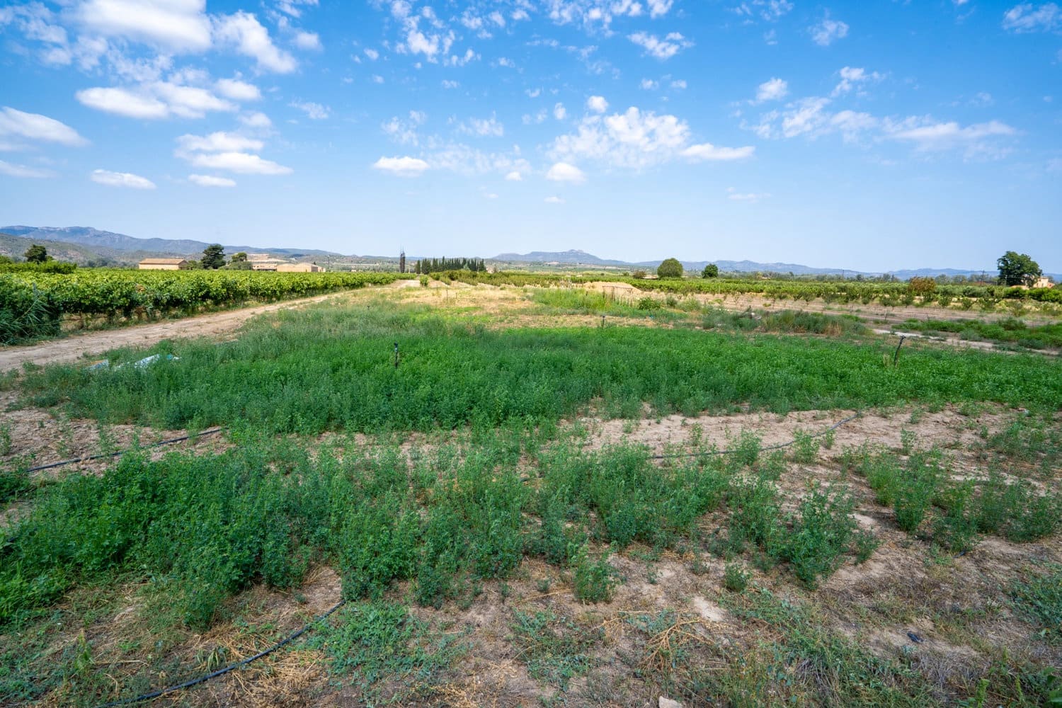 Finca/Country House for sale in Ginestar - € 5,500 (Ref: 8474403)