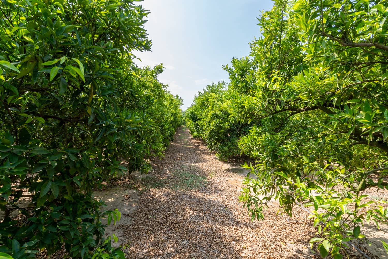 Finca/Landehus til salg i Bitem - € 46.000 (Ref: 8484232)