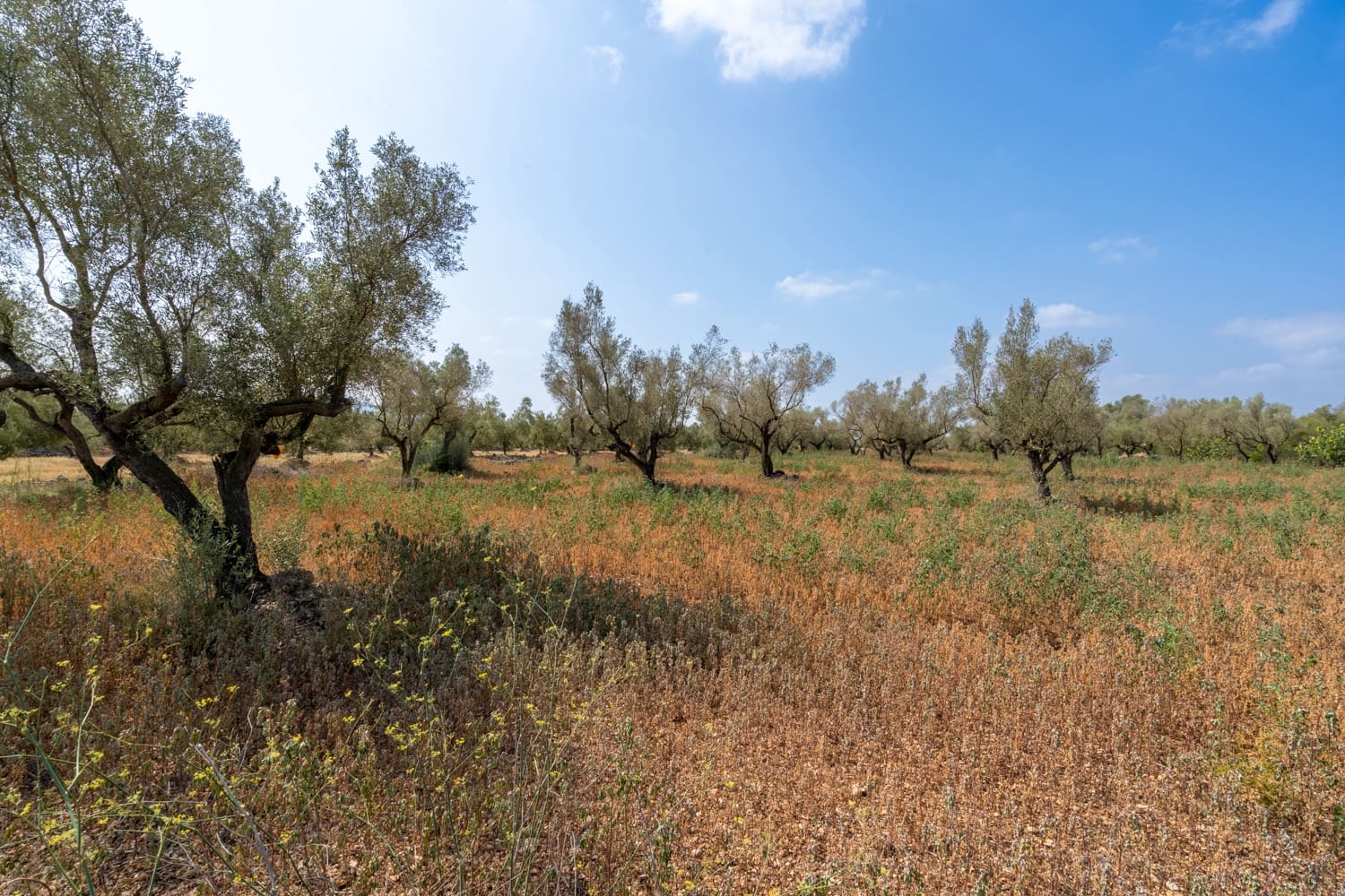 Finca/Herregård til salgs i Ulldecona - € 5 000 (Ref: 8484940)