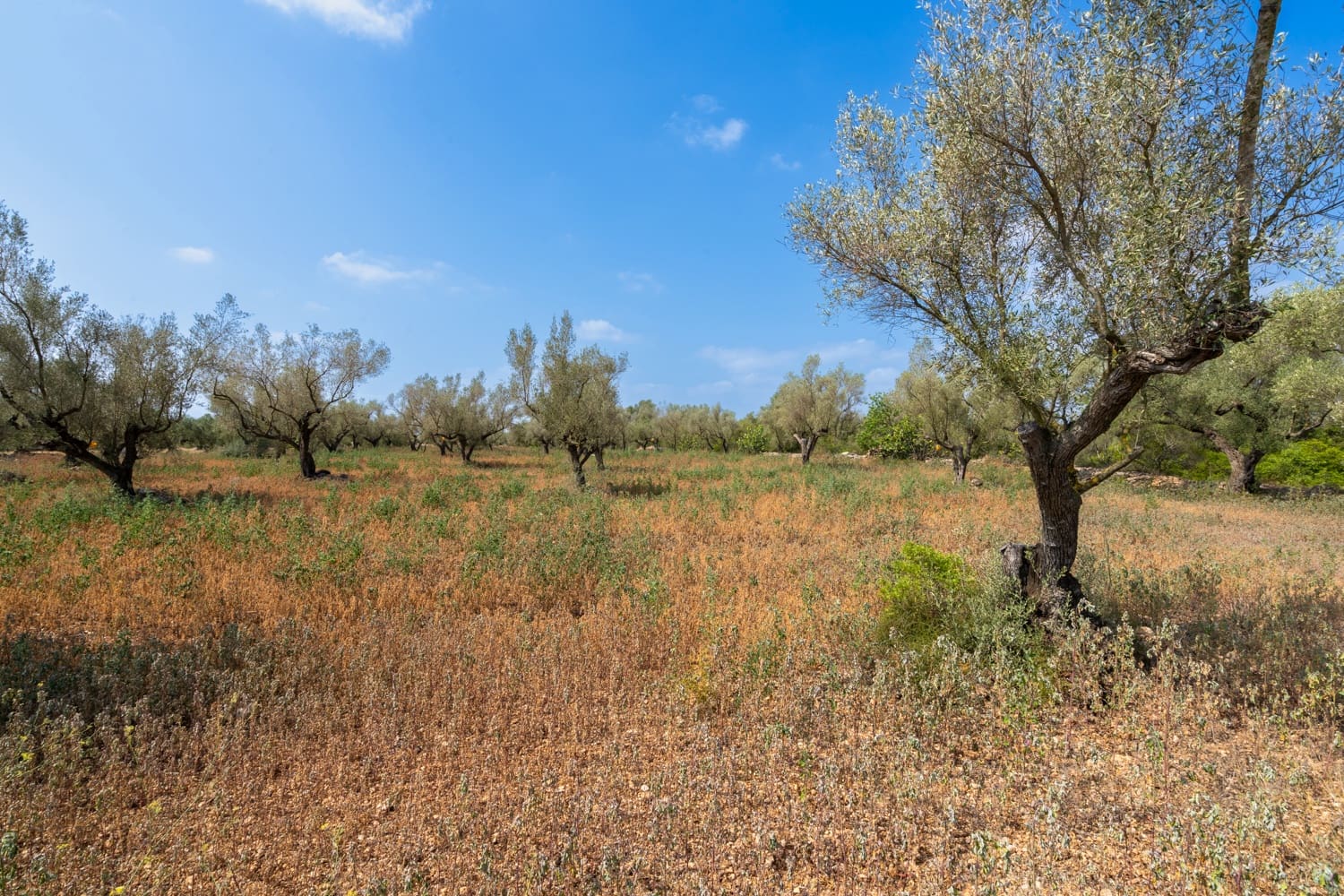 Finca/Herregård til salgs i Ulldecona - € 5 000 (Ref: 8484940)