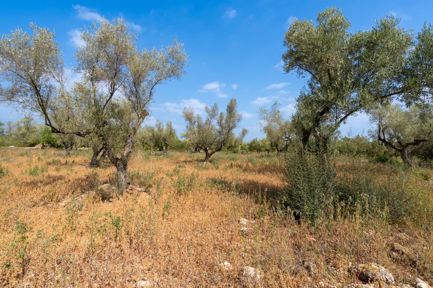 Finca/Herregård til salgs i Ulldecona - € 5 000 (Ref: 8484940)