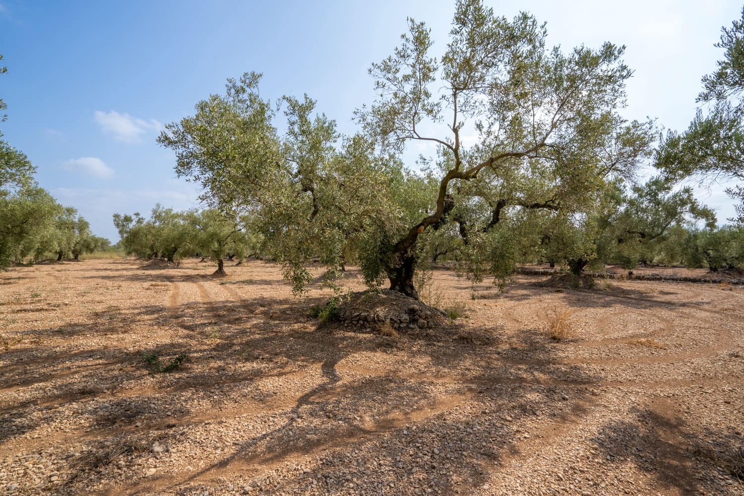 Finca/Herregård til salgs i Ulldecona - € 7 000 (Ref: 8484941)