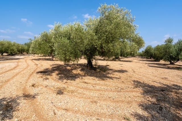 Quinta/Casa Rural para venda em Ulldecona - 6 000 € (Ref: 8484955)