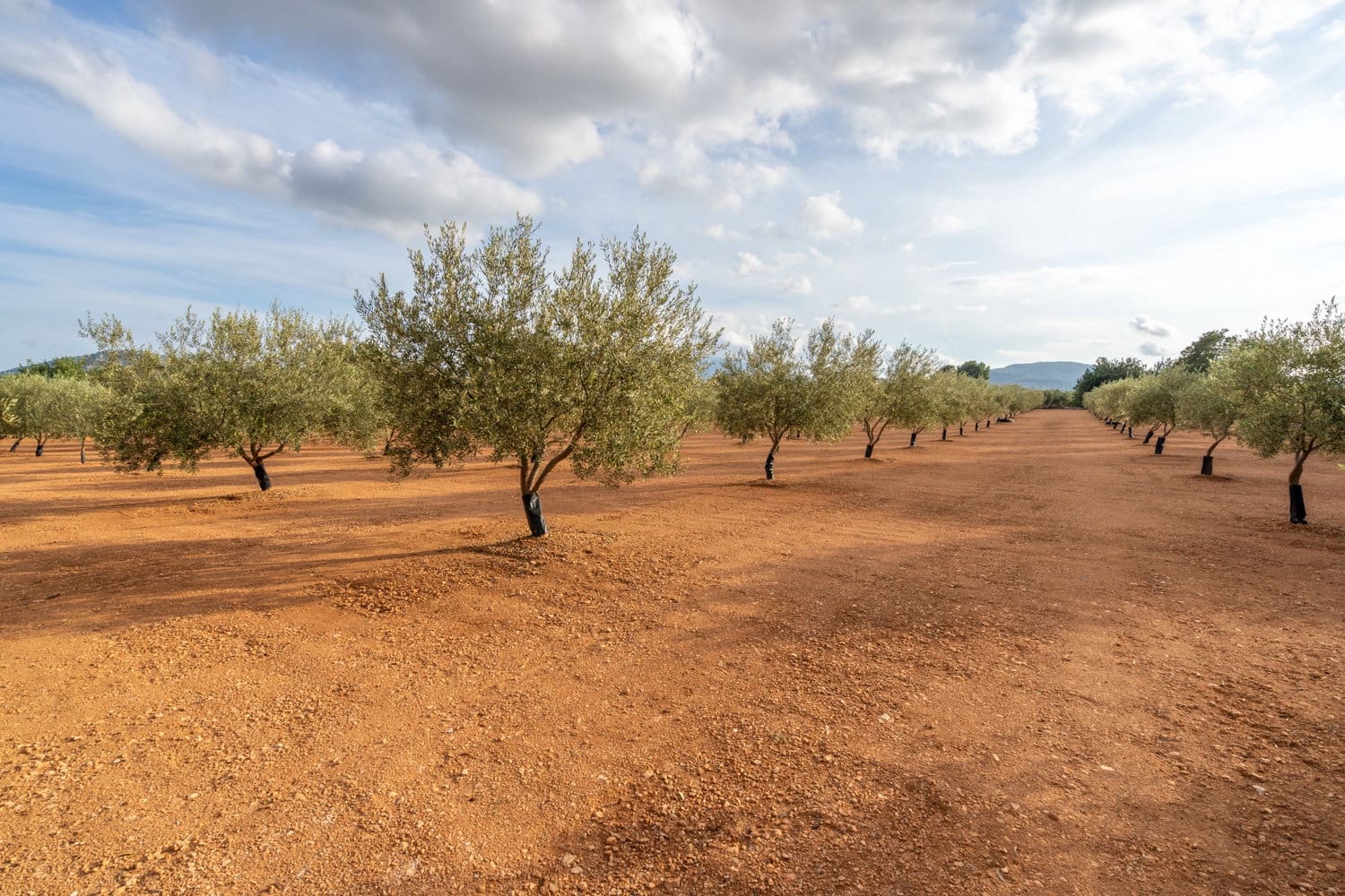 Finca/Casa di Campagna in vendita in Masdenverge - 35.000 € (Rif: 8604473)