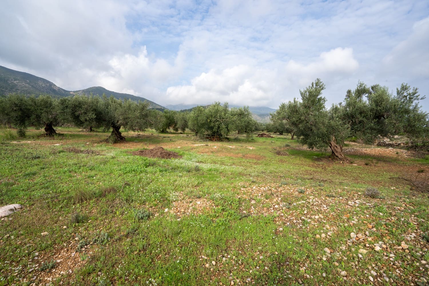 Finca/Country House for sale in Xerta - € 38,000 (Ref: 8620954)