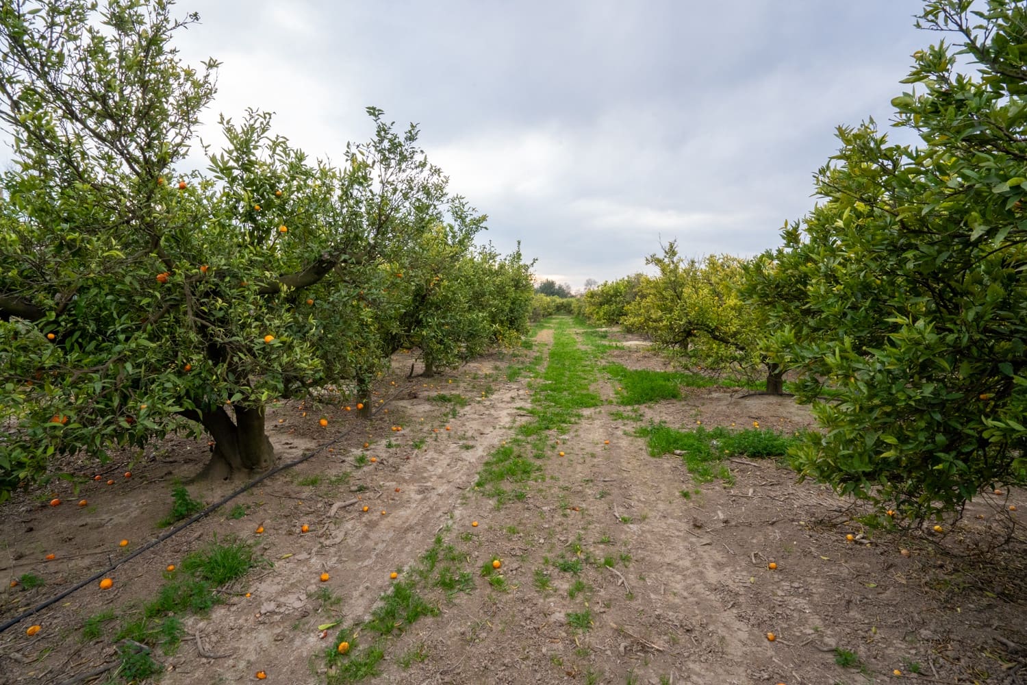 Finka/Dom wiejski na sprzedaż w Tortosa - 53 000 € (Ref: 8736615)