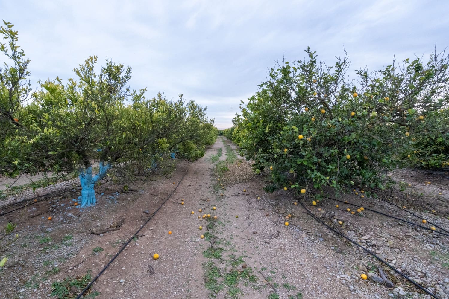 Finca/Maison de Campagne à vendre à Vinallop - 120 000 € (Ref: 8737041)