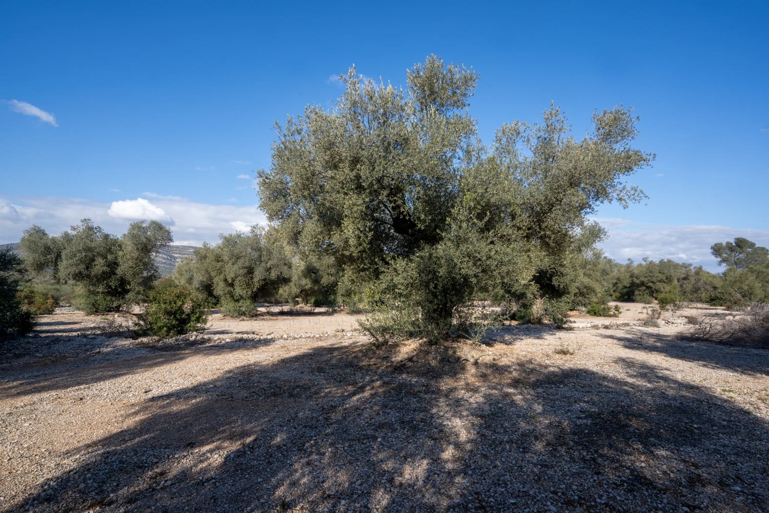 Finca/Herregård til salgs i Ulldecona - € 15 000 (Ref: 8748349)