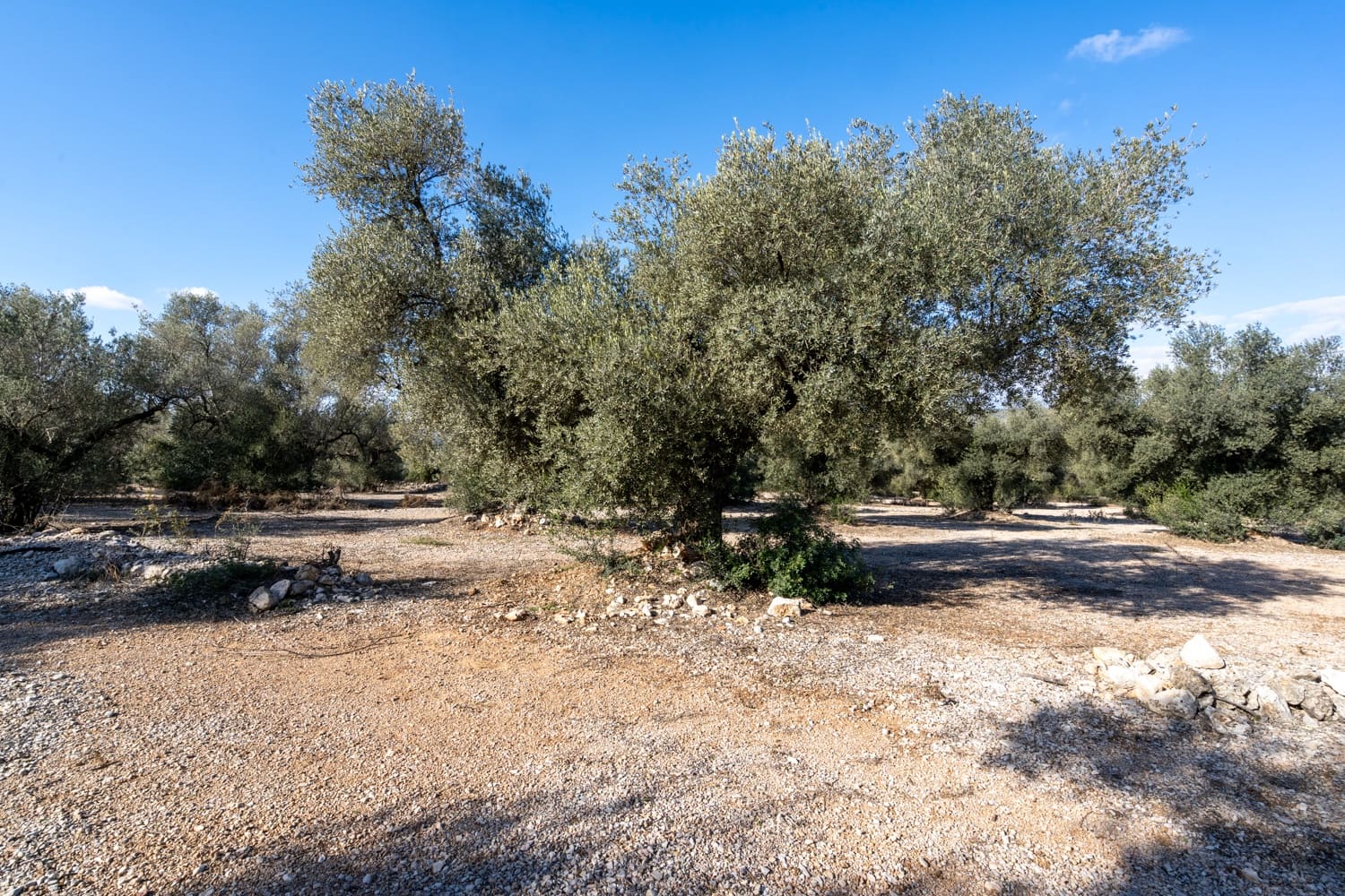 Finca/Herregård til salgs i Ulldecona - € 15 000 (Ref: 8748349)