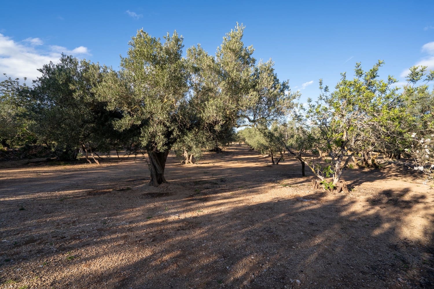 Finca/Maison de Campagne à vendre à Aldover - 59 000 € (Ref: 8776594)