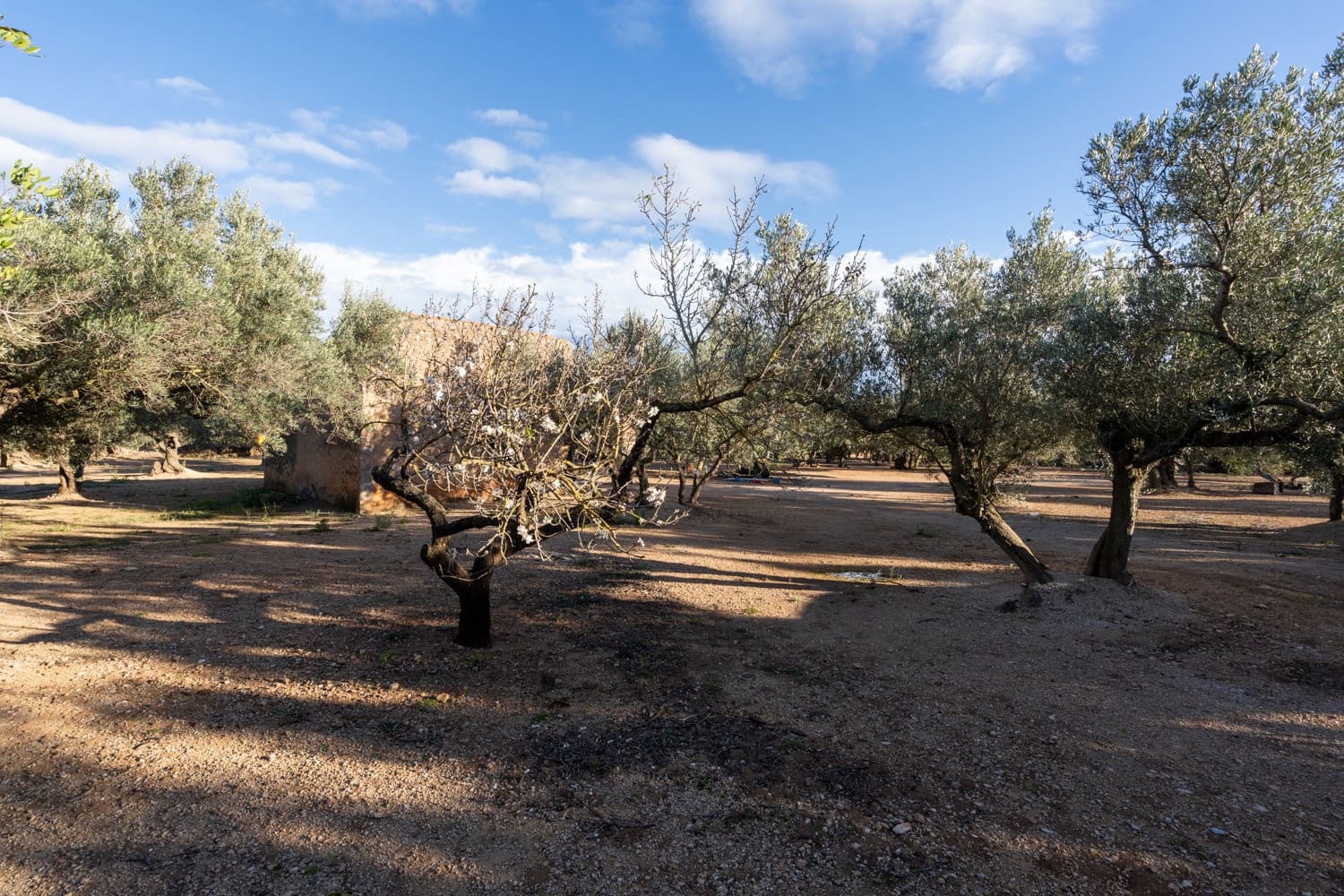 Finca/Maison de Campagne à vendre à Aldover - 59 000 € (Ref: 8776594)