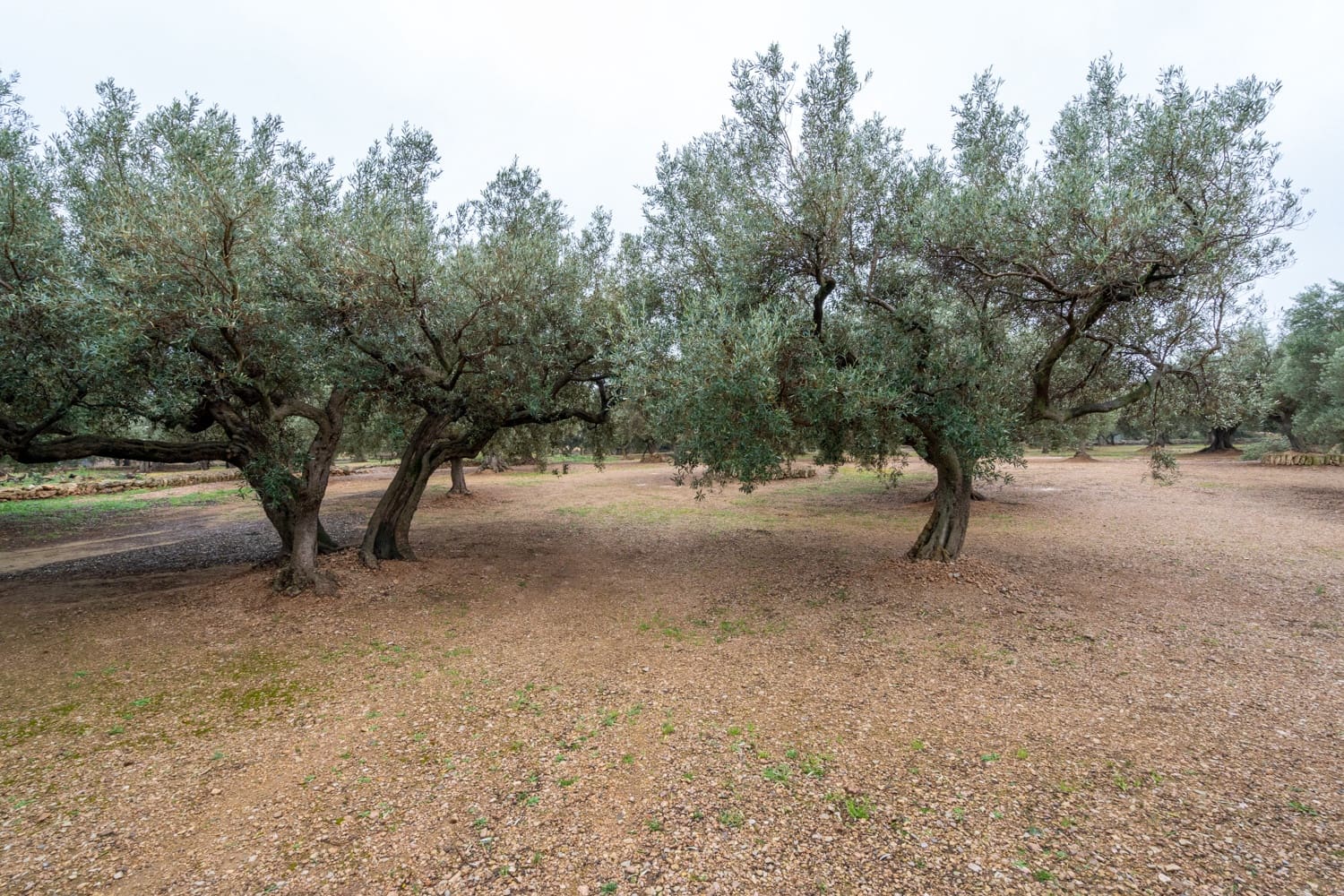 Finca/Landehus til salg i Roquetes - € 30.000 (Ref: 8810233)