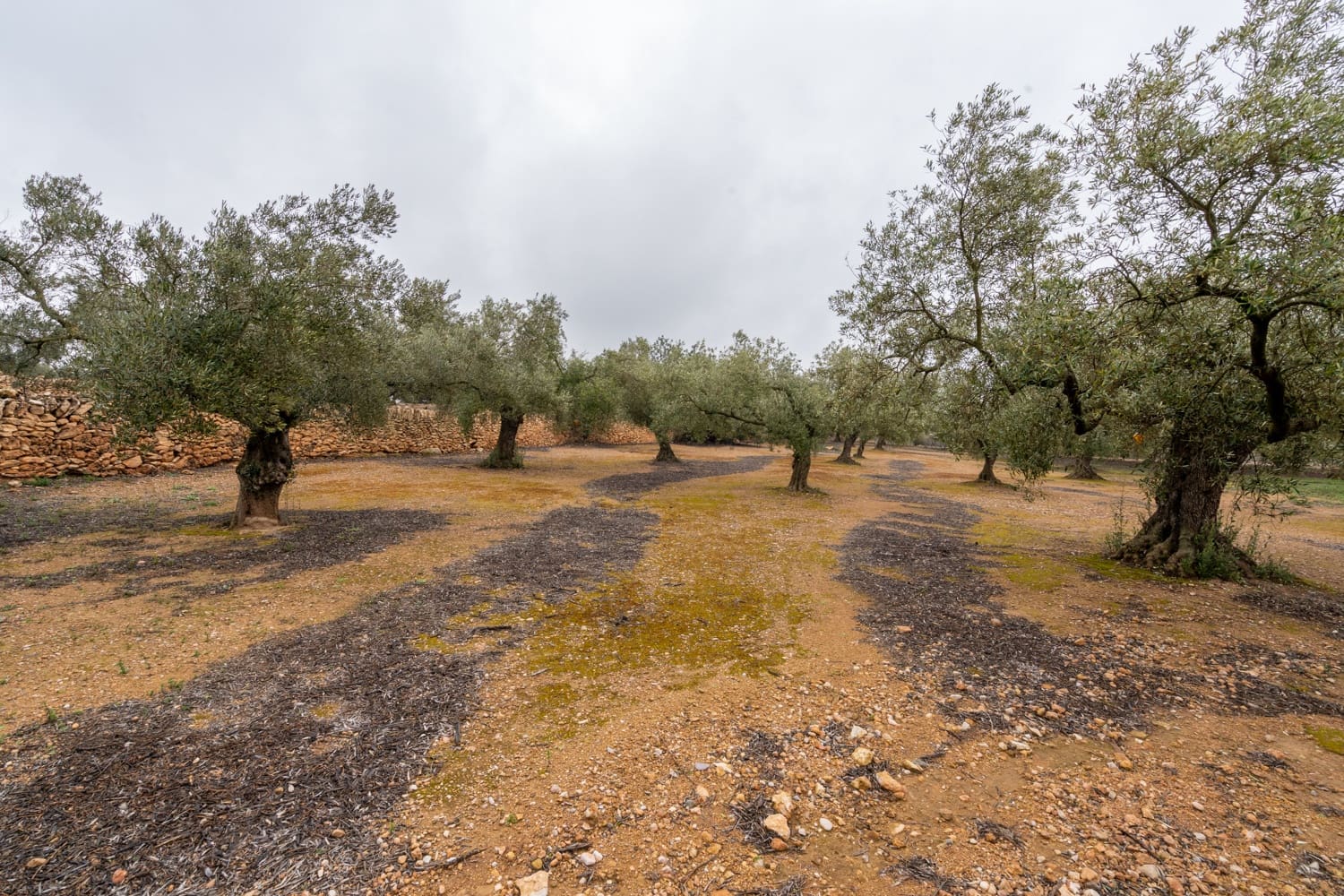 Finca/Landhuis te koop in Vinallop - € 30.000 (Ref: 8811035)