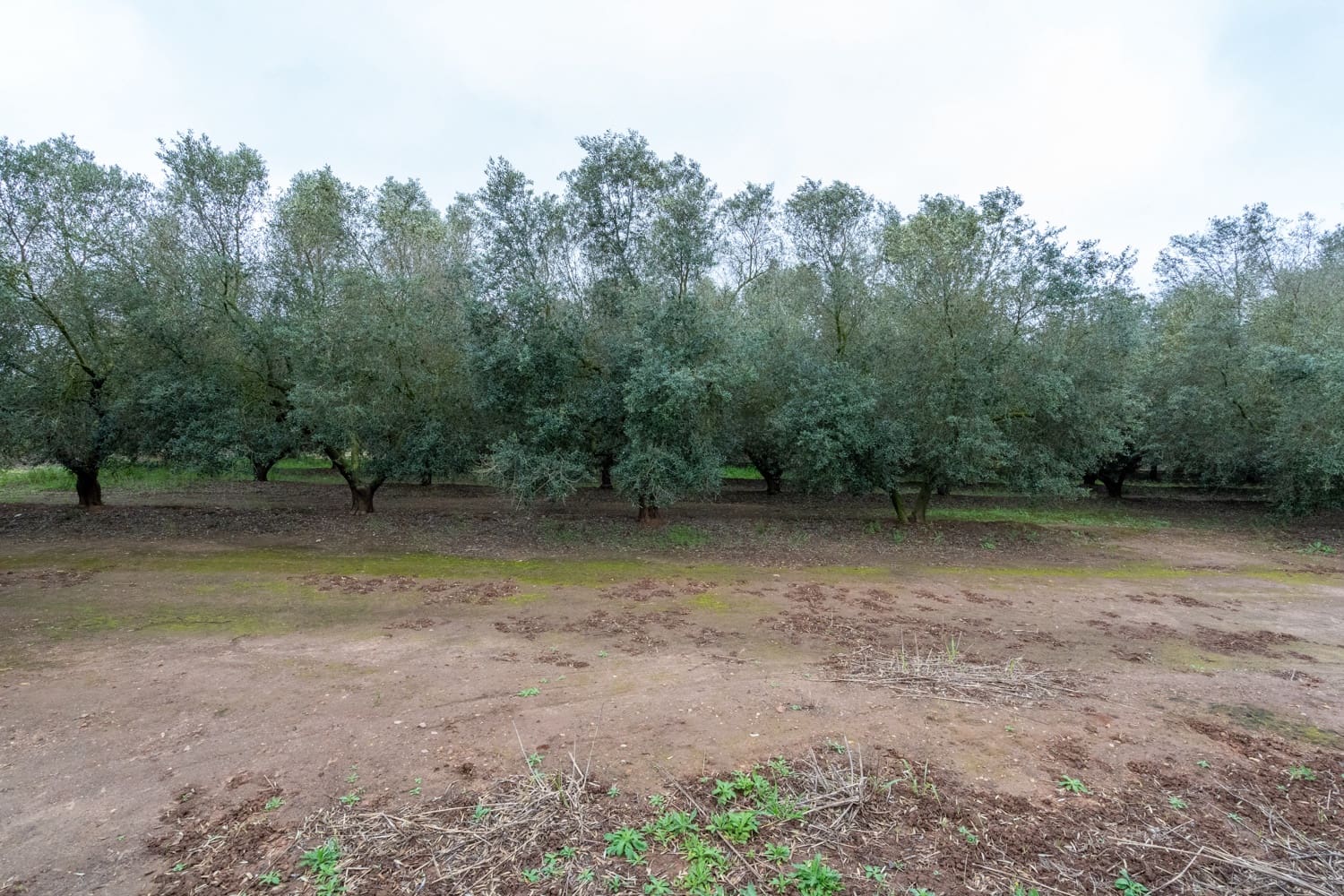 Finca/Maison de Campagne à vendre à Ulldecona - 80 000 € (Ref: 8915710)