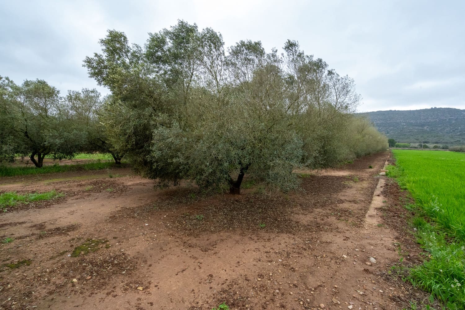 Finca/Maison de Campagne à vendre à Ulldecona - 80 000 € (Ref: 8915710)