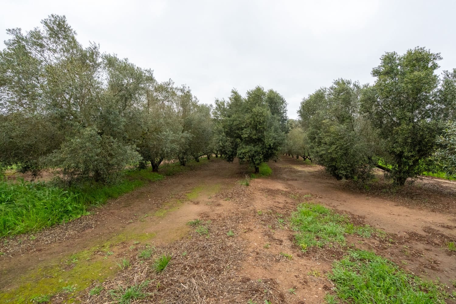 Finca/Maison de Campagne à vendre à Ulldecona - 80 000 € (Ref: 8915710)