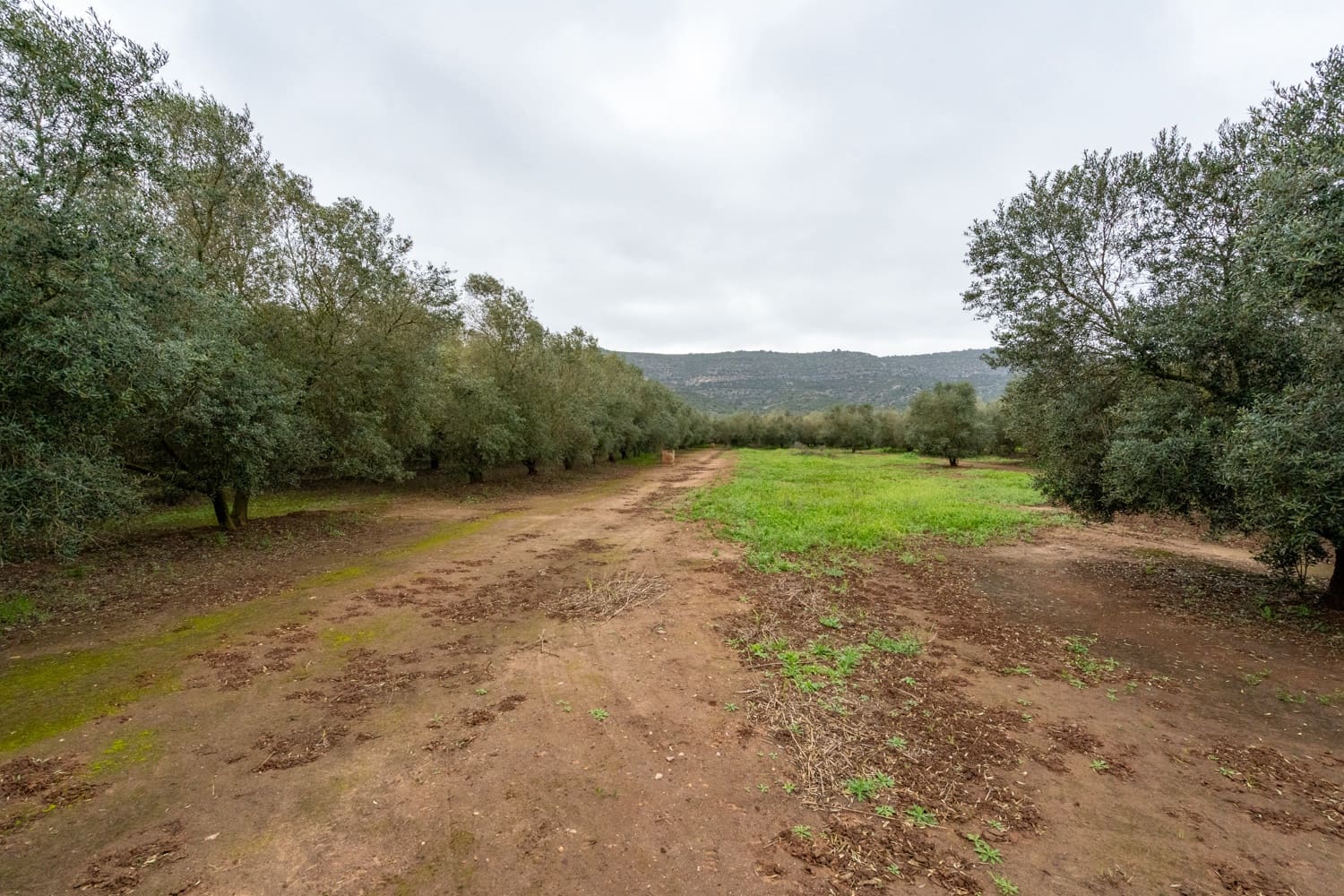 Finca/Maison de Campagne à vendre à Ulldecona - 80 000 € (Ref: 8915710)