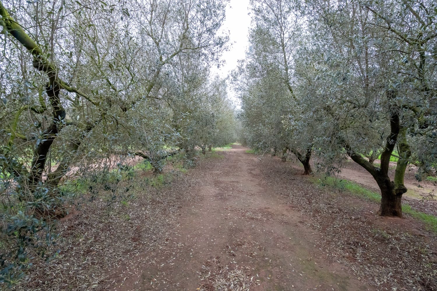 Finca/Maison de Campagne à vendre à Ulldecona - 80 000 € (Ref: 8915710)