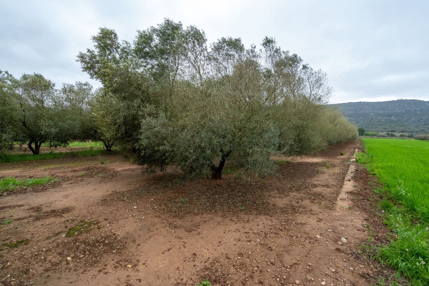 Finca/Country House for sale in Ulldecona - € 80,000 (Ref: 8915710)