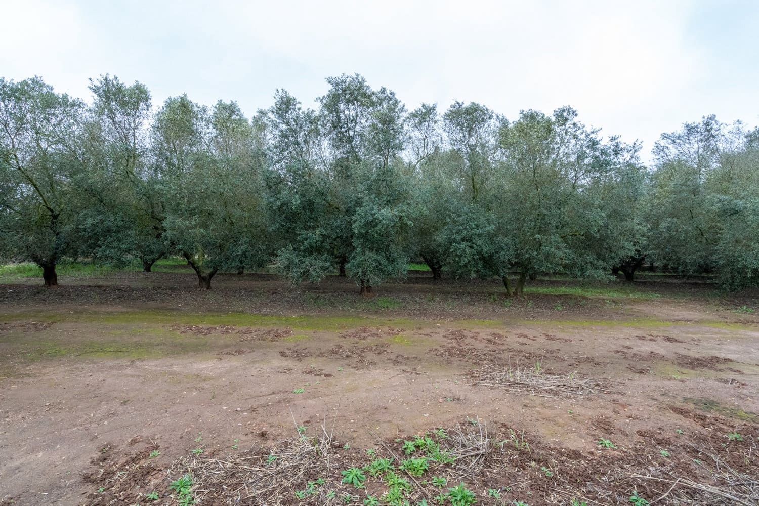 Finca/Country House for sale in Ulldecona - € 80,000 (Ref: 8915710)