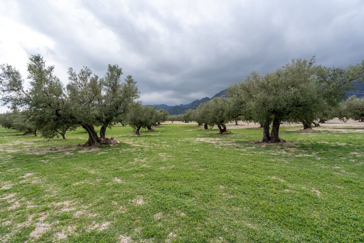 Finca/Country House for sale in Roquetes - € 64,000 (Ref: 8927966)