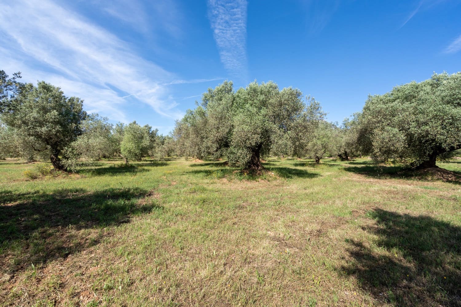 Finca/Country House for sale in Roquetes - € 86,000 (Ref: 9008784)