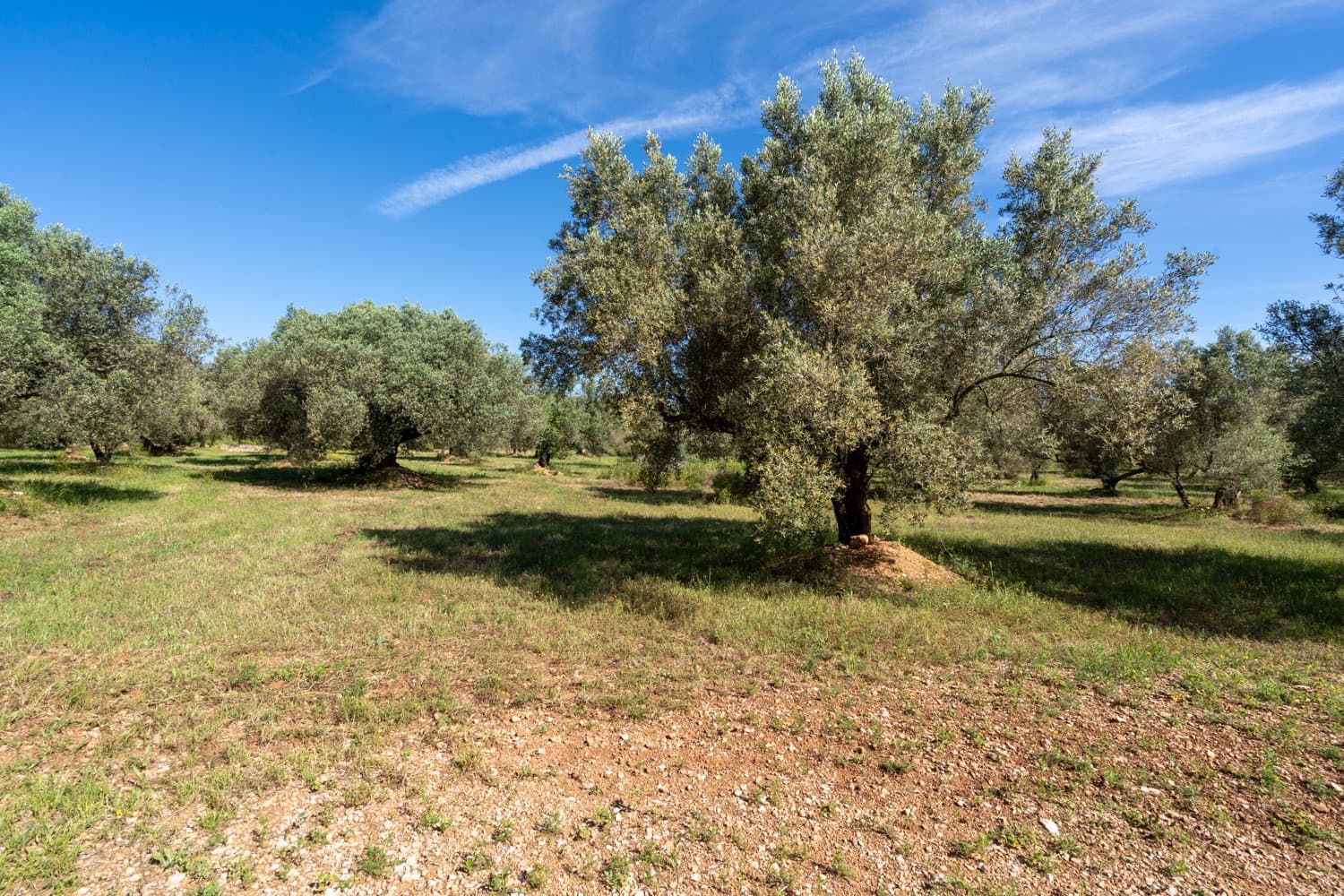 Finca/Country House for sale in Roquetes - € 86,000 (Ref: 9008784)