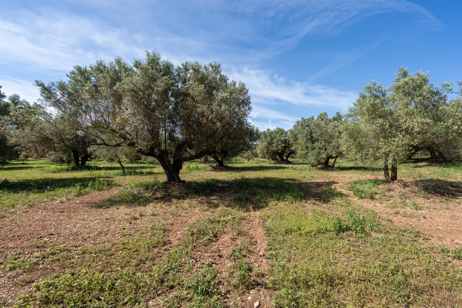 Finca/Country House for sale in Roquetes - € 86,000 (Ref: 9008784)