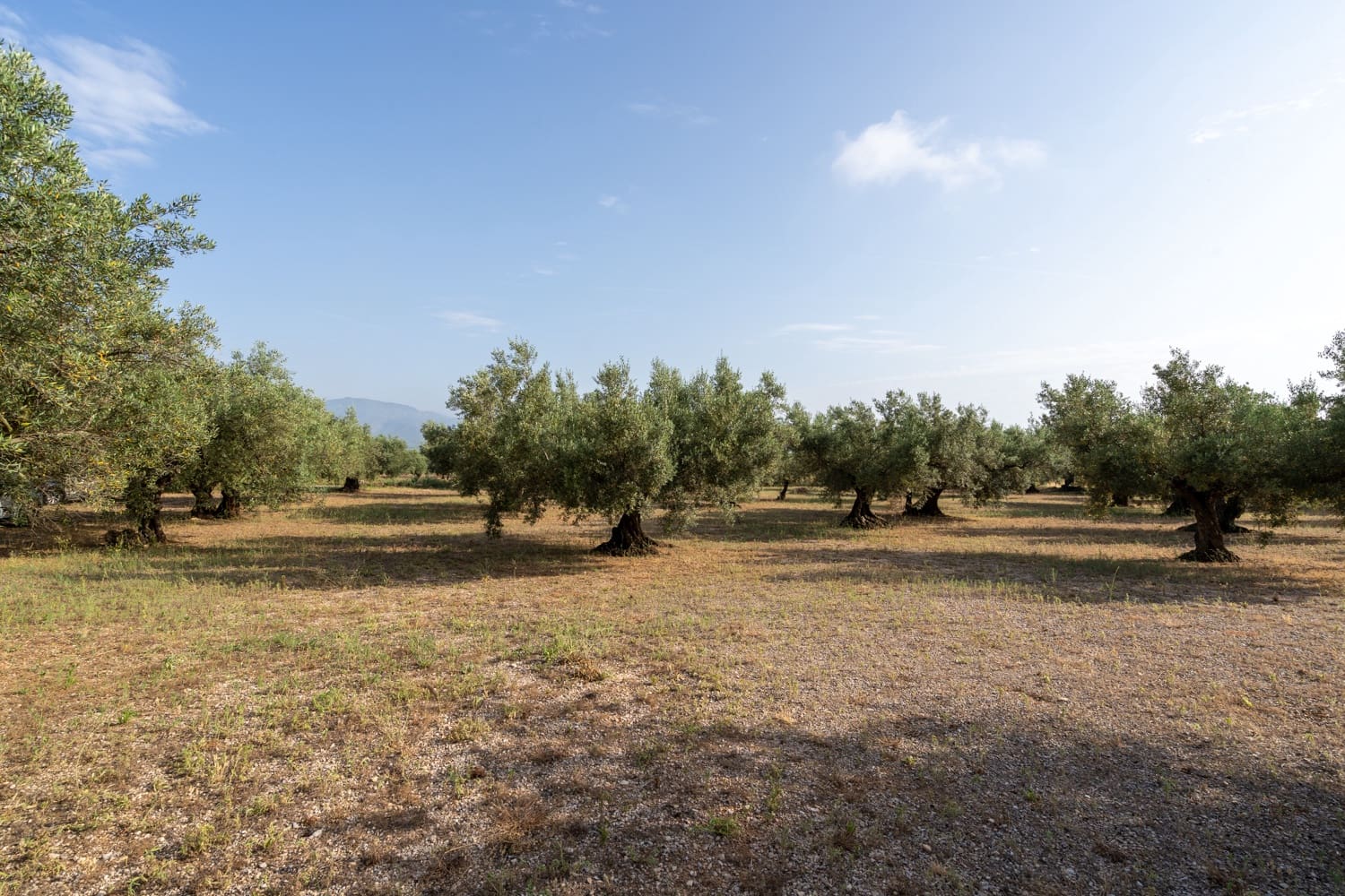 Quinta/Casa Rural para venda em Roquetes - 27 000 € (Ref: 9057103)