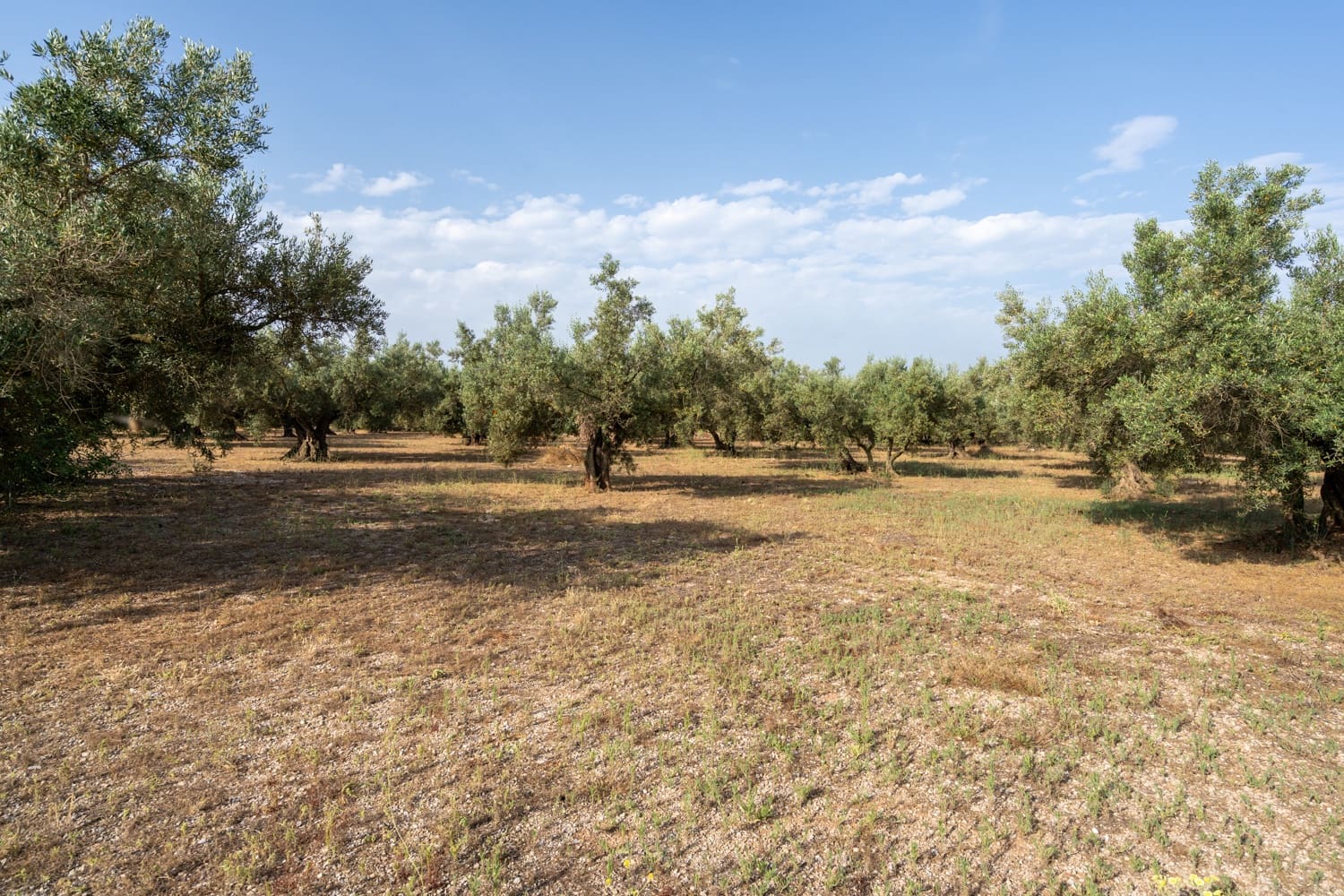 Quinta/Casa Rural para venda em Roquetes - 27 000 € (Ref: 9057103)