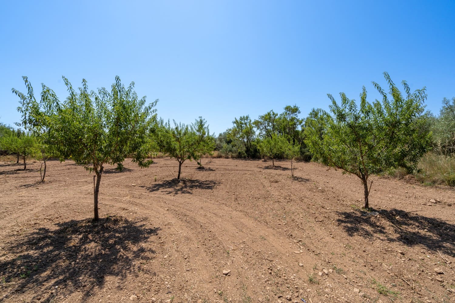 Finca/Herregård til salgs i La Senia - € 12 500 (Ref: 9095916)