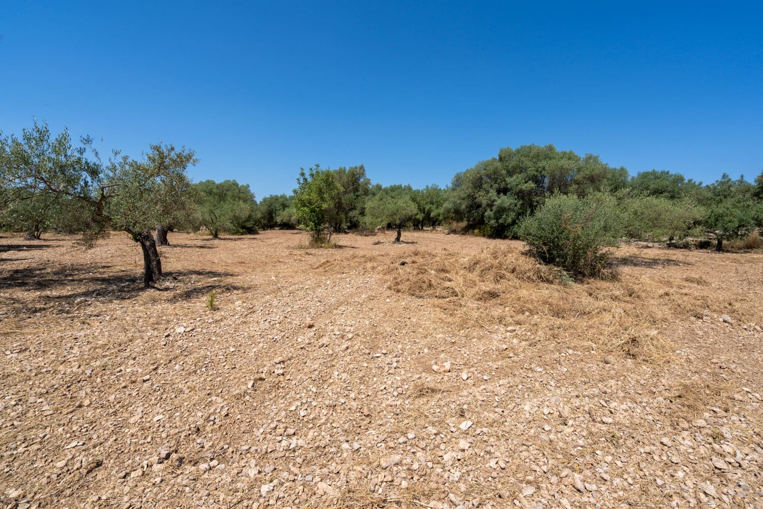 Finca/Herregård til salgs i La Senia - € 17 500 (Ref: 9096208)