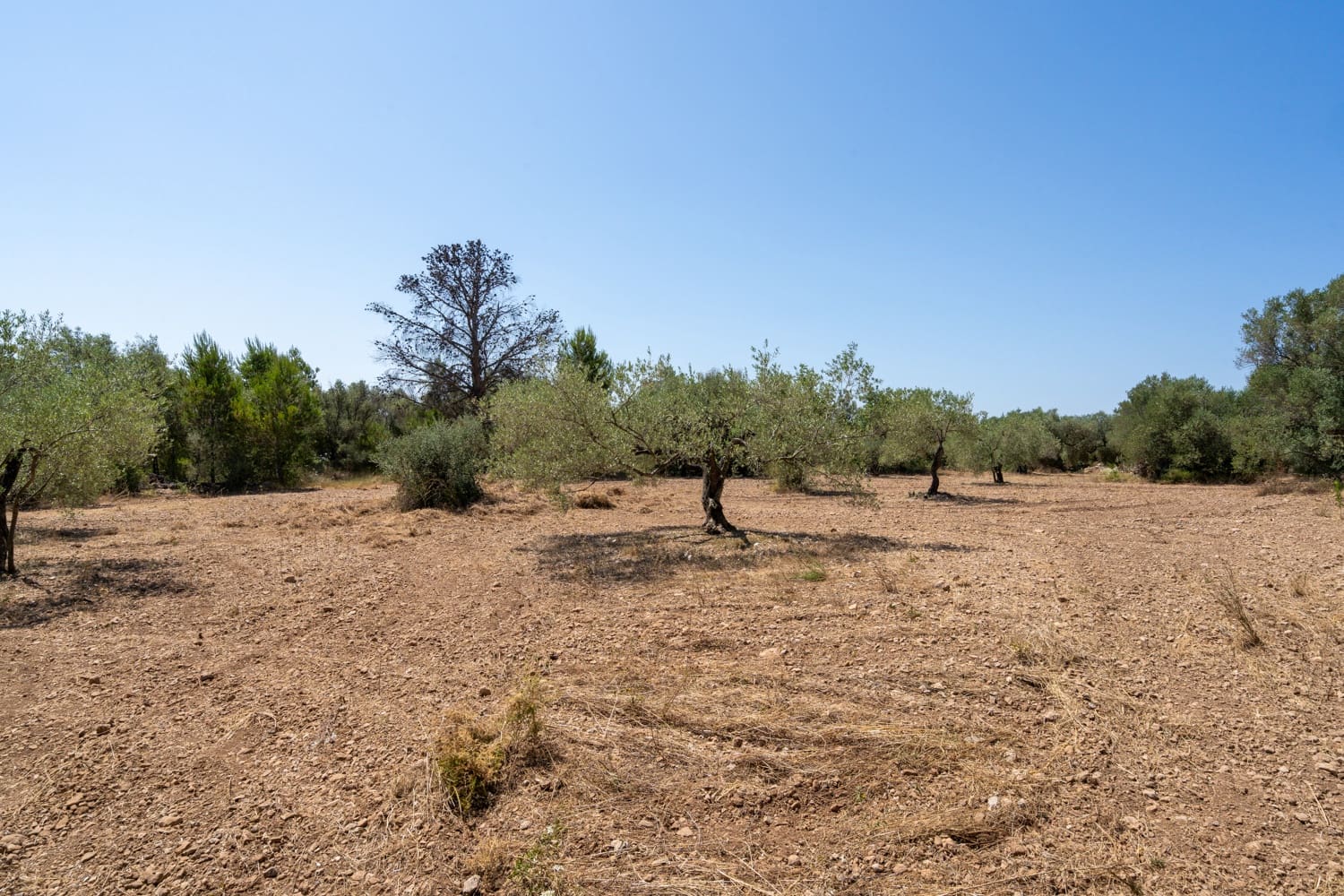 Finca/Herregård til salgs i La Senia - € 17 500 (Ref: 9096208)