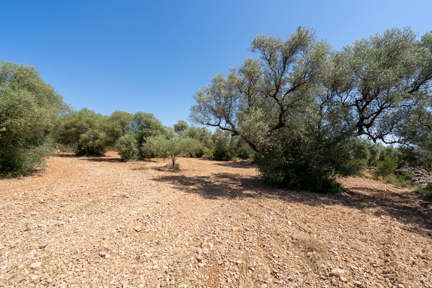 Finca/Herregård til salgs i La Senia - € 17 500 (Ref: 9096208)