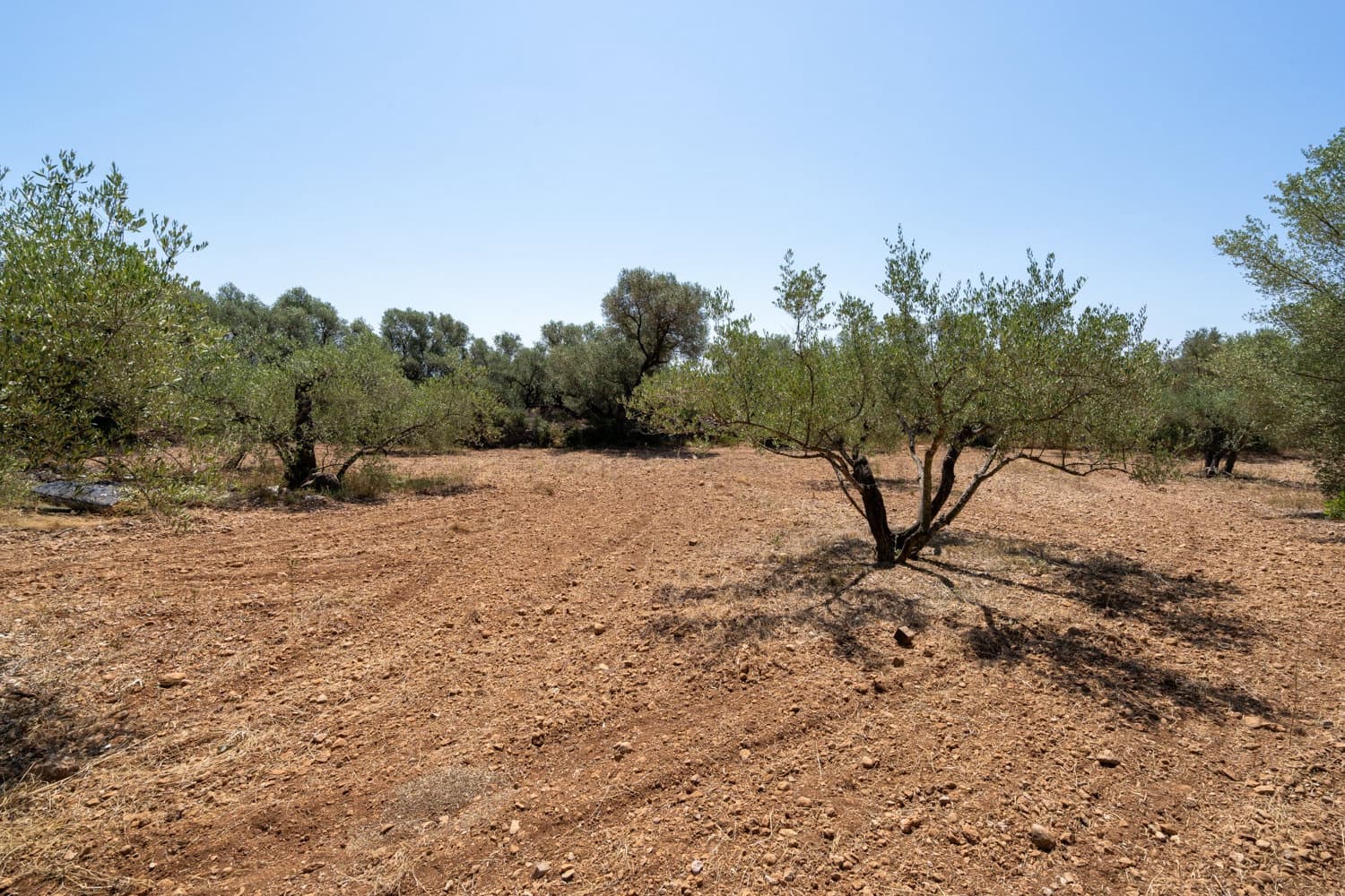 Finca/Herregård til salgs i La Senia - € 16 000 (Ref: 9096208)