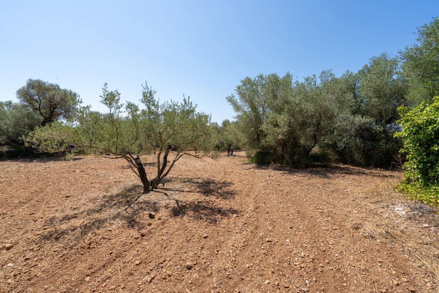Finca/Herregård til salgs i La Senia - € 16 000 (Ref: 9096208)
