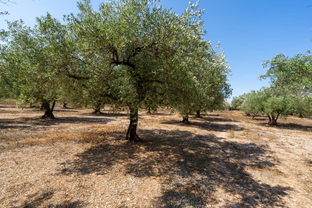 Finca/Landehus til salg i Godall - € 14.000 (Ref: 9096253)