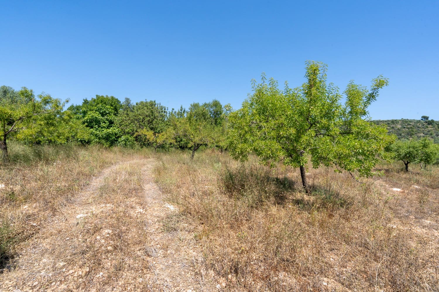 Finca/Herregård til salgs i La Senia - € 27 500 (Ref: 9096254)