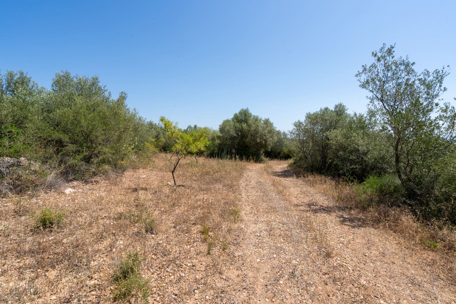 Finca/Herregård til salgs i La Senia - € 27 500 (Ref: 9096254)