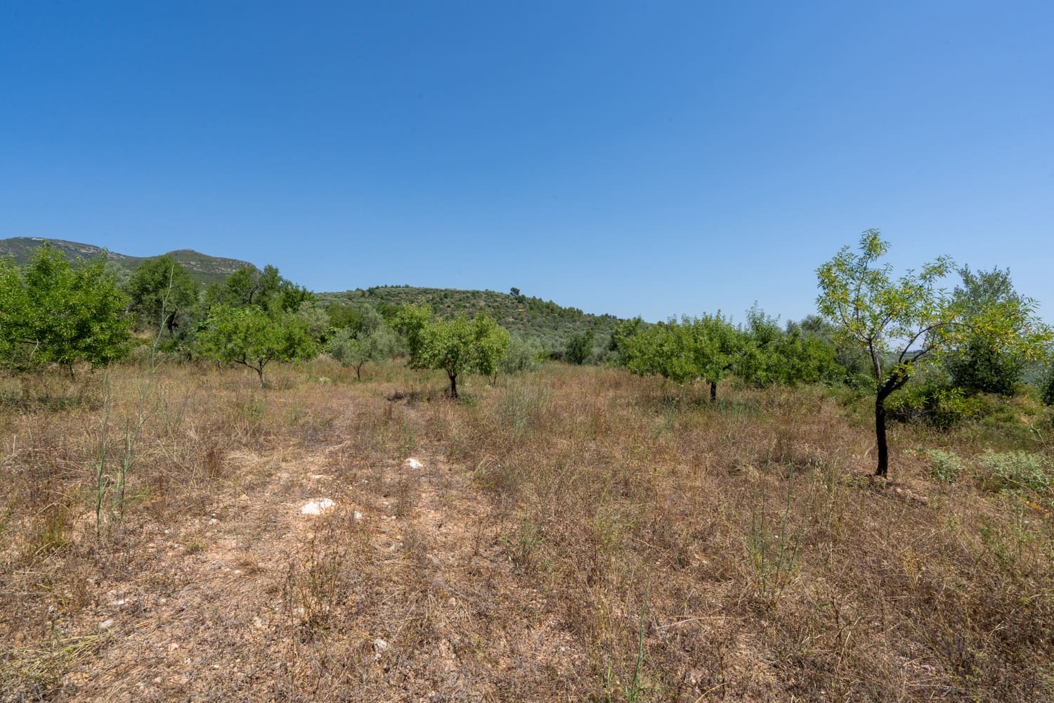 Finca/Herregård til salgs i La Senia - € 27 500 (Ref: 9096254)