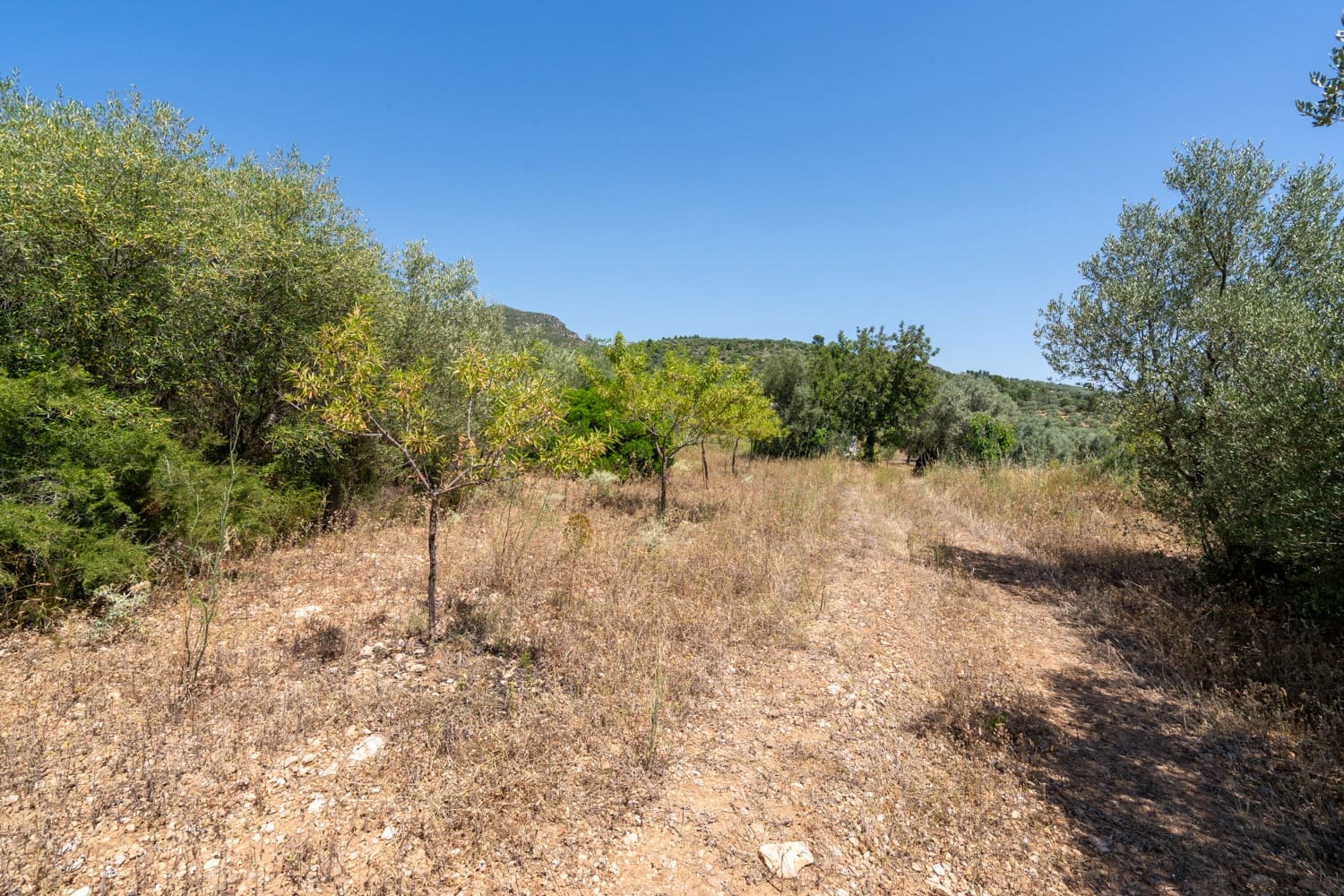 Finca/Herregård til salgs i La Senia - € 27 500 (Ref: 9096254)