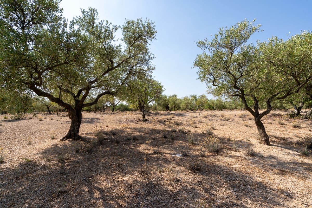 Finca/Casa di Campagna in vendita in Aldover - 32.000 € (Rif: 9172506)