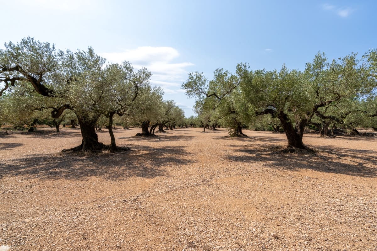 Finca/Country House for sale in Mas de Barberans - € 43,000 (Ref: 9191068)