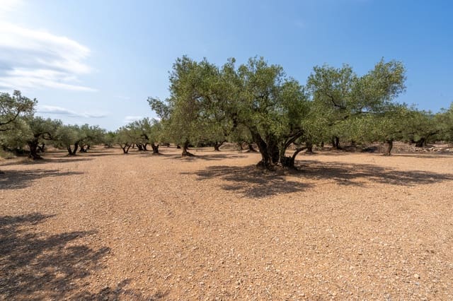 Finca/Herregård til salgs i Mas de Barberans - € 43 000 (Ref: 9191068)