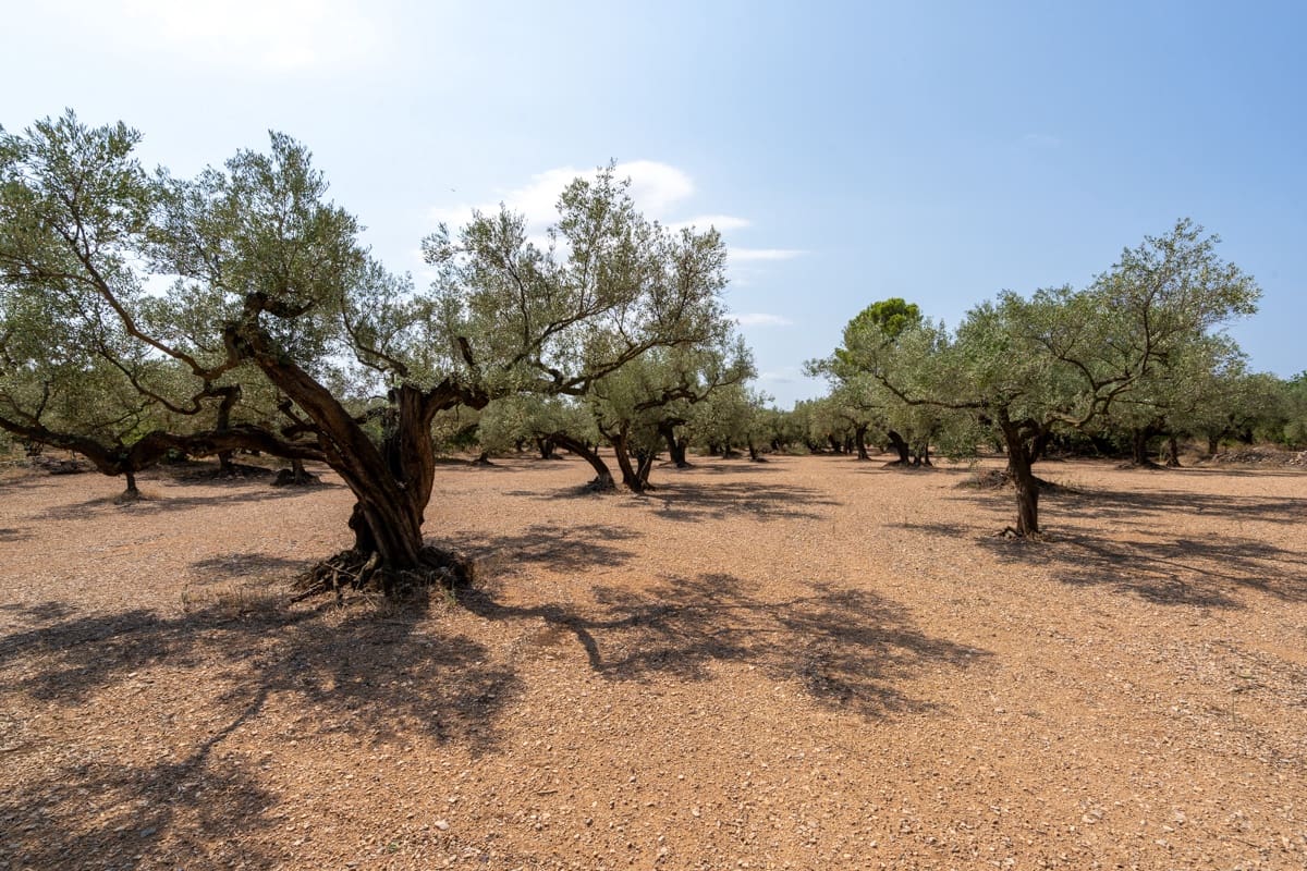 Finca/Country House for sale in Mas de Barberans - € 43,000 (Ref: 9191068)