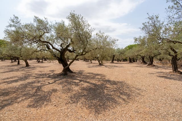 Finca/Herregård til salgs i Mas de Barberans - € 43 000 (Ref: 9191068)