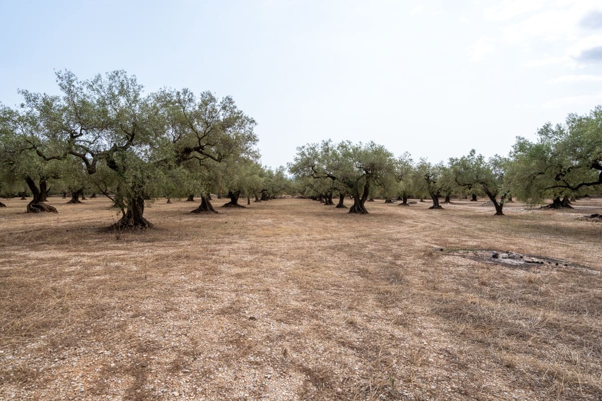 Finca/Landehus til salg i Mas de Barberans - € 50.000 (Ref: 9191320)